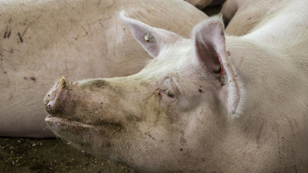 Suomella on oikeus vaatia, että maahan tuotavassa sianlihassa ei ole salmonellaa.