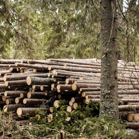 Selvästi yli puolet metsänomistajista kertoo olevansa tyytyväisiä puun hinnan aiempaan kehitykseen tänä vuonna.