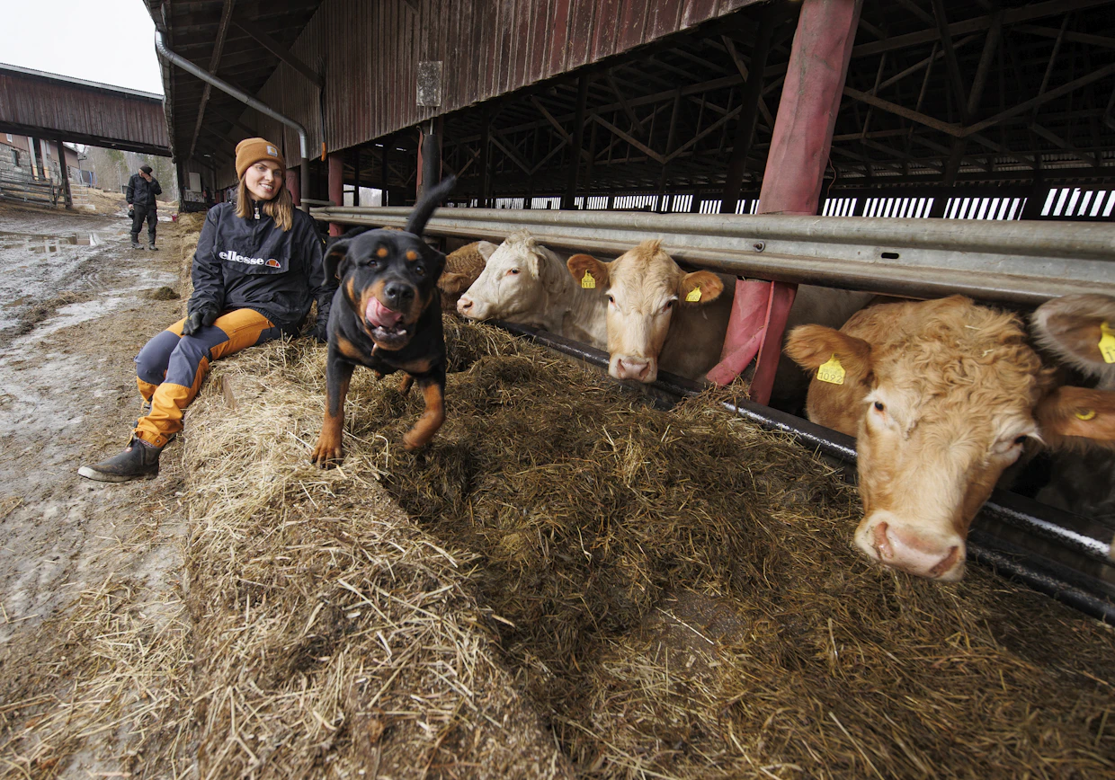Kaisa-Leena Riipisen Kyllikki-rottweiler viihtyy emolehmien seurassa. Kuvassa taustalla Matti-Pekka Riipinen.