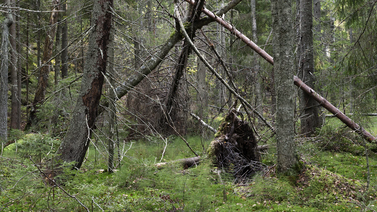 Valtion vanhojen metsien suojeluratkaisut keräävät kiitosta metsänomistajilta. Kuvituskuva.