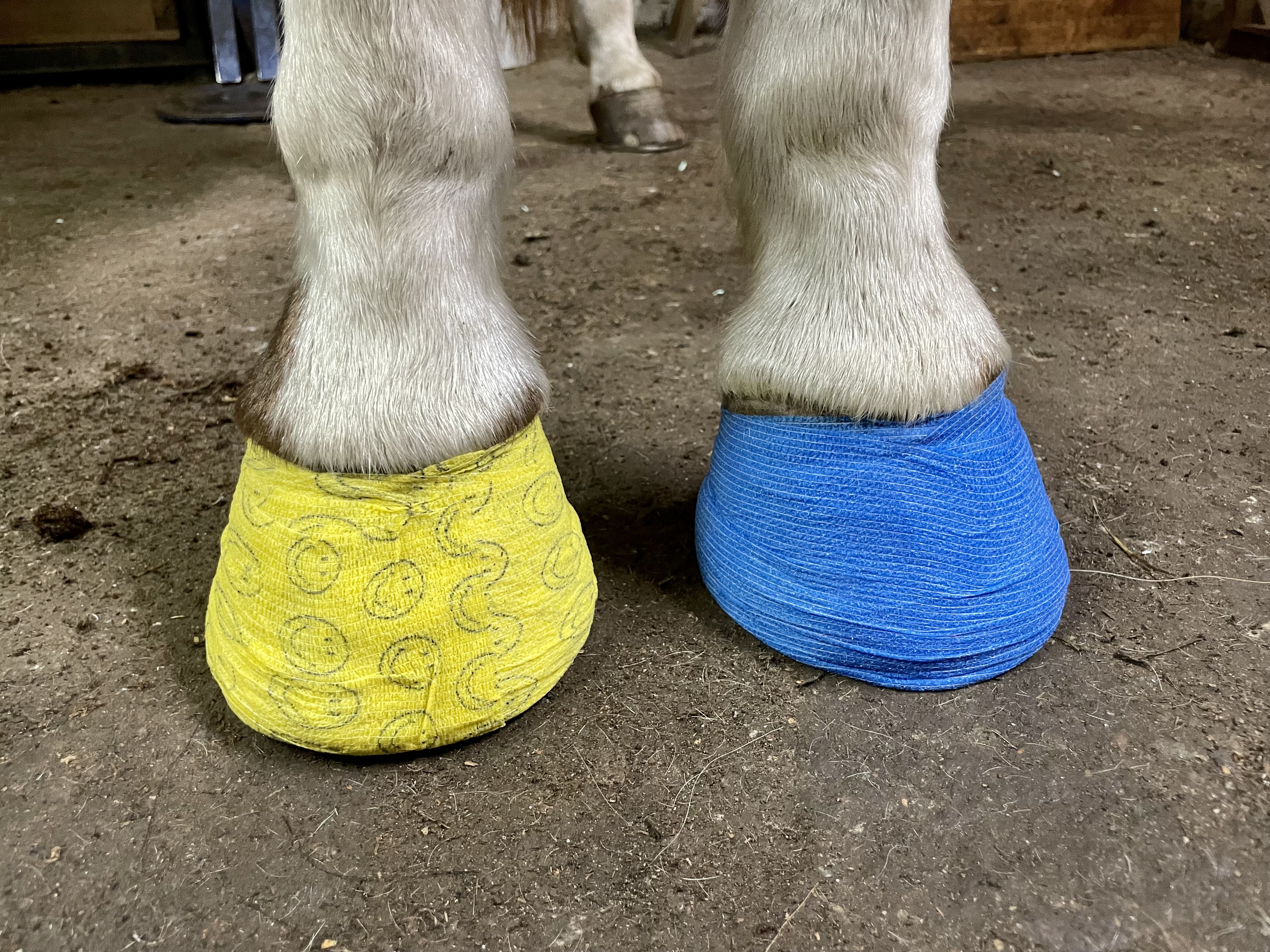 Vaikka englantilaistutkimuksessa prednisolon-kortisoni vaikutti kaviokuumeriskin suhteen turvalliselta, kehottaa asiantuntija varovaisuuteen lääkityksessä, jos hevosella on todettu metabolinen oireyhtymä. Kuvituskuva kaviokuumepotilaan ensivaiheen hoidosta.