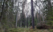 LähiTapiolan yhteismetsä suojeli viime vuoden lopulla vasta hankkimansa 64 hehtaarin Vuurtin metsätilan Hirvensalmella Metso-ohjelman kautta.