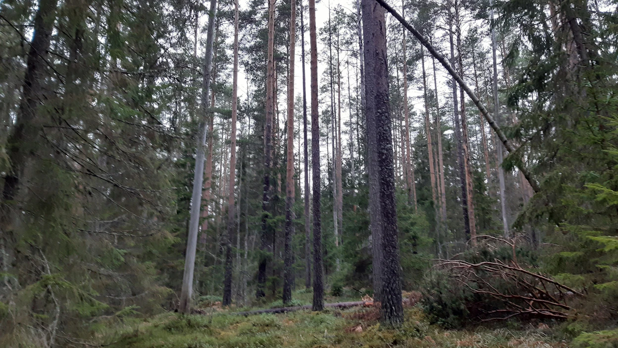 LähiTapiolan yhteismetsä suojeli viime vuoden lopulla vasta hankkimansa 64 hehtaarin Vuurtin metsätilan Hirvensalmella Metso-ohjelman kautta.