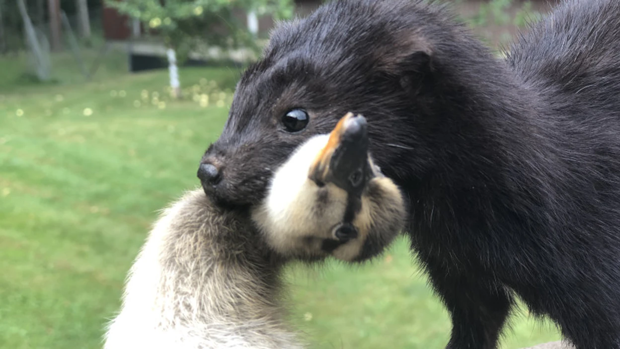 Se käyttää ravintonaan muun muassa linnunpoikasia ja munia, matelijoita, sammakkoeläimiä, piennisäkkäitä ja kaloja. Kuvituskuva.