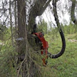 Metsähallituksen hakkuurajoitukset iskisivät pahiten Pohjois-Suomeen. Kuvassa tehdään hakkuita Metsähallituksen mailla Rovaniemellä vuonna 2019.
