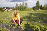 Ruutiaisen puutarhalla Kiteellä käytetään edelleen tavanomaisia mansikan katemuoveja, sillä ne toimivat biohajoavia paremmin ja ovat helposti kerättävissä pois pellolta, kertoo Elli Ruutiainen. 