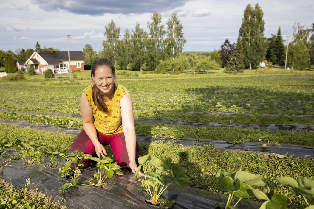 Ruutiaisen puutarhalla Kiteellä käytetään edelleen tavanomaisia mansikan katemuoveja, sillä ne toimivat biohajoavia paremmin ja ovat helposti kerättävissä pois pellolta, kertoo Elli Ruutiainen.