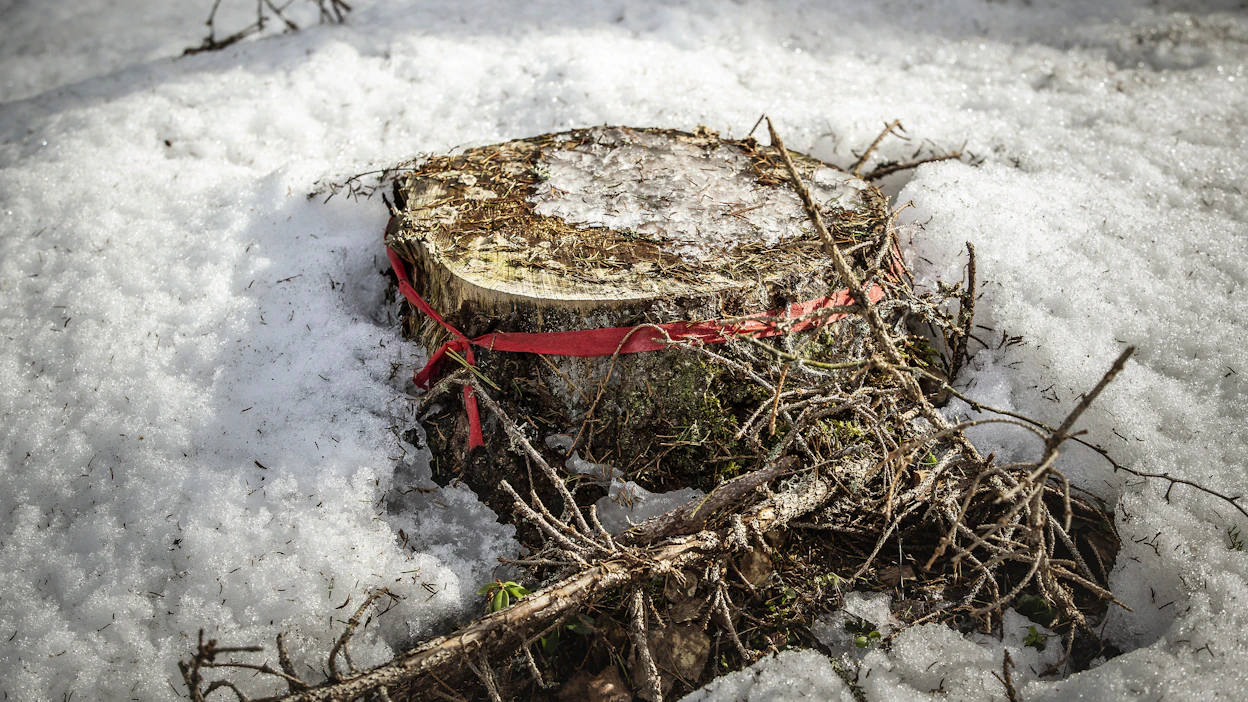 Viimeaikaisilla hakkuumäärillä Suomen metsien hiilinielujen ylläpitäminen ei onnistu, katsoo metsäbiotalouden tiedepaneeli.