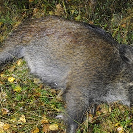 Kuolleena löydetystä tai sairaasta villisiasta tulee ilmoittaa viipymättä paikalliselle kunnaneläinlääkärille tai läänineläinlääkärille.