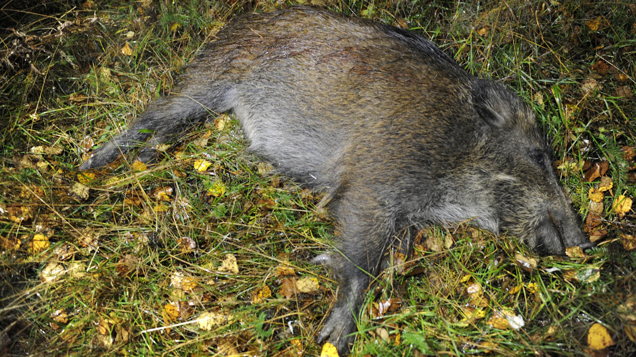 Kaikista kuolleena löydetyistä tai sairailta vaikuttavista villisioista tulee ilmoittaa nopeasti kunnaneläinlääkärille tai läänineläinlääkärille.