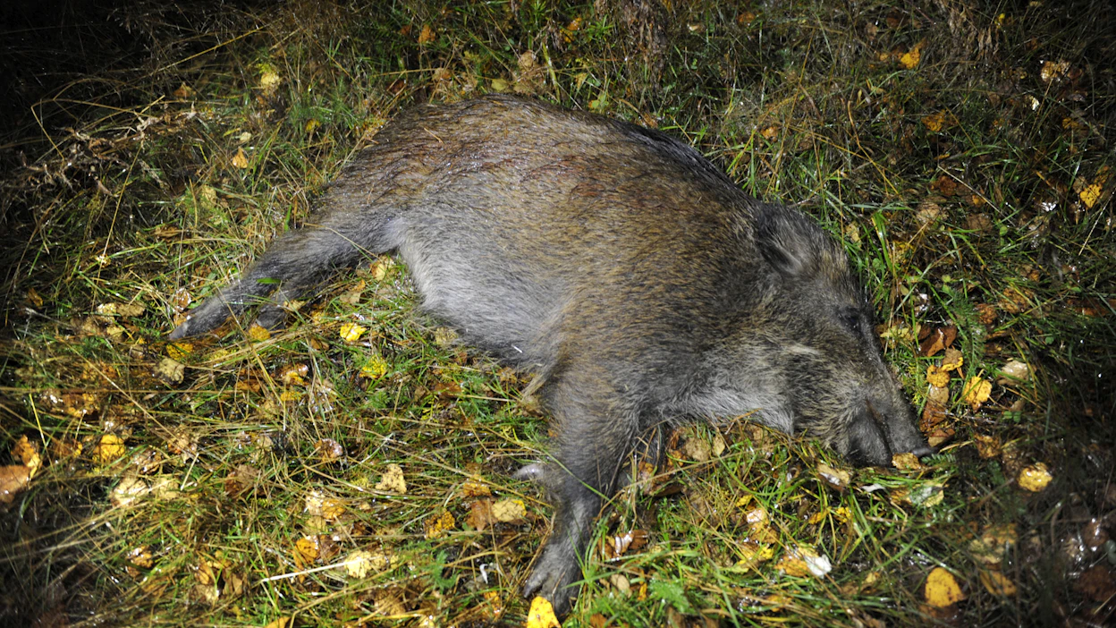 Afrikkalainen sikarutto on nimensä mukaisesti sikojen ja villisikojen tappava ja herkästi leviävä tauti, johon ei ole hoitoa. Suomessa tautia ei ole todettu eikä se tartu ihmisiin.