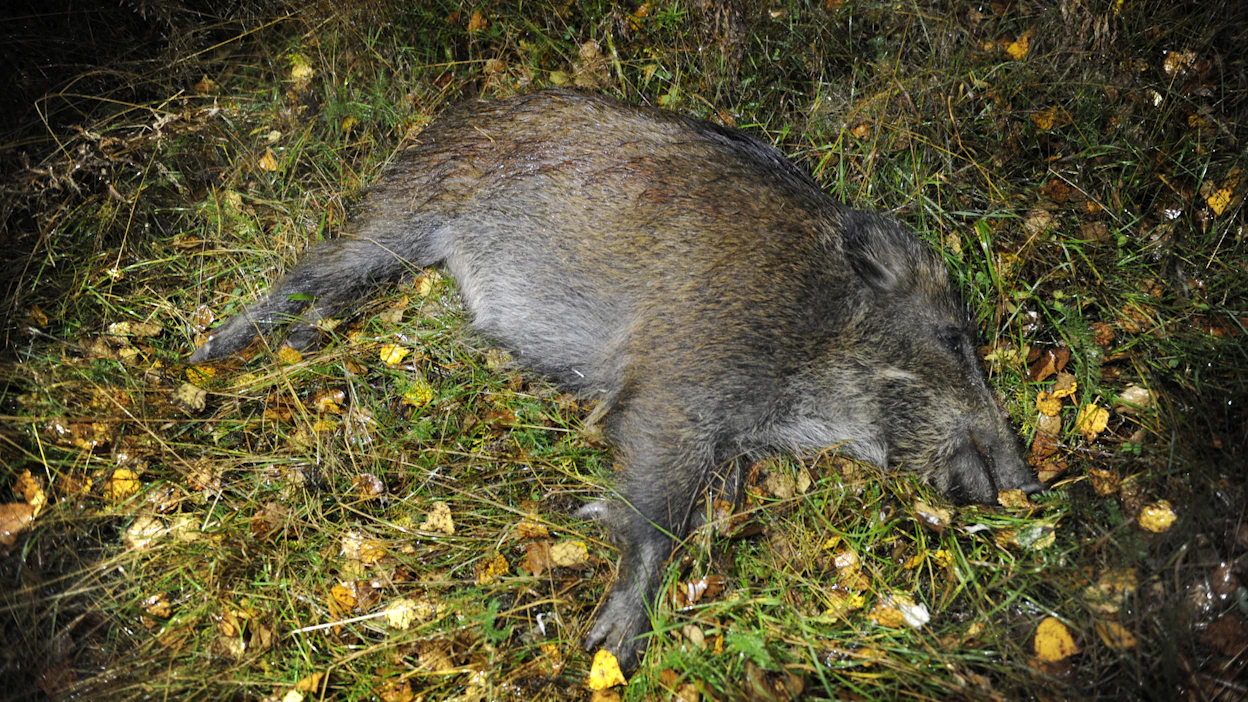Suomessa sikaruton leviämistä on ehkäisty itärajalla muun muassa metsästyksen avulla.