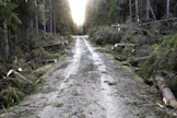 Metsätuhon vuoksi vakuutus- tai vahingonkorvausta saanut voi tehdä metsäveroilmoitukseen tuhovarauksen.
