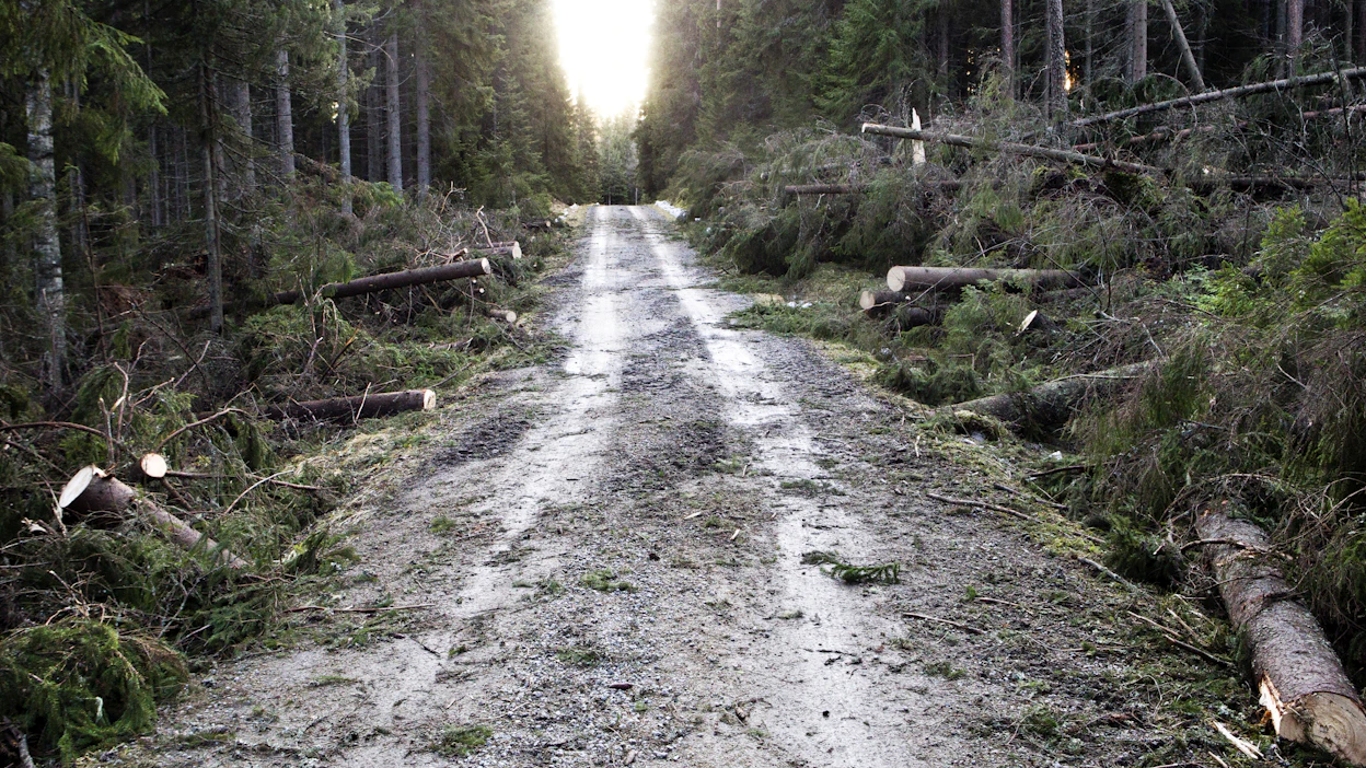 Metsätuhon vuoksi vakuutus- tai vahingonkorvausta saanut voi tehdä metsäveroilmoitukseen tuhovarauksen.