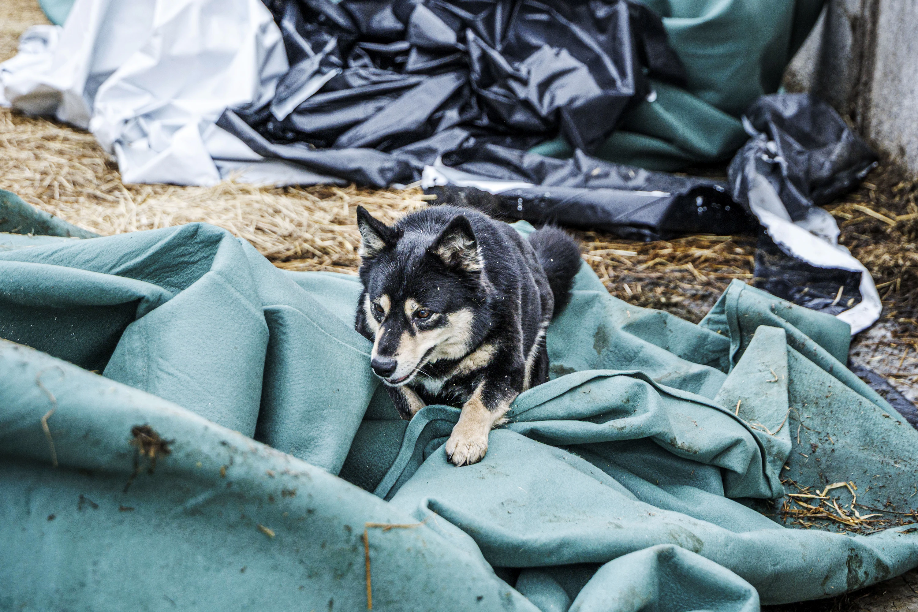 Rottakoiran ammatti on vanha, mutta porokoiria työssä tapaa harvemmin. Cujo on opetellut työnsä itse.