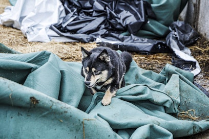 Rottakoiran ammatti on vanha, mutta porokoiria työssä tapaa harvemmin. Cujo on opetellut työnsä itse.