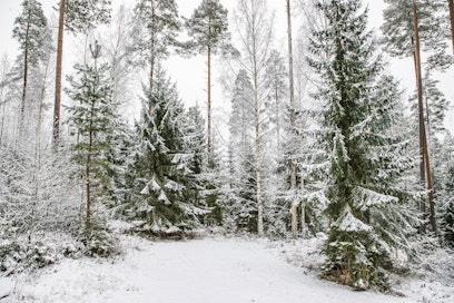 Terpeenit ovat molekyylejä, joka saavat havumetsän tuoksumaan. Yläilmoissa ne torjuisivat ilmaston lämpenemistä. 