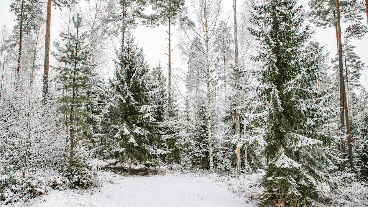 Terpeenit ovat molekyylejä, joka saavat havumetsän tuoksumaan. Yläilmoissa ne torjuisivat ilmaston lämpenemistä.
