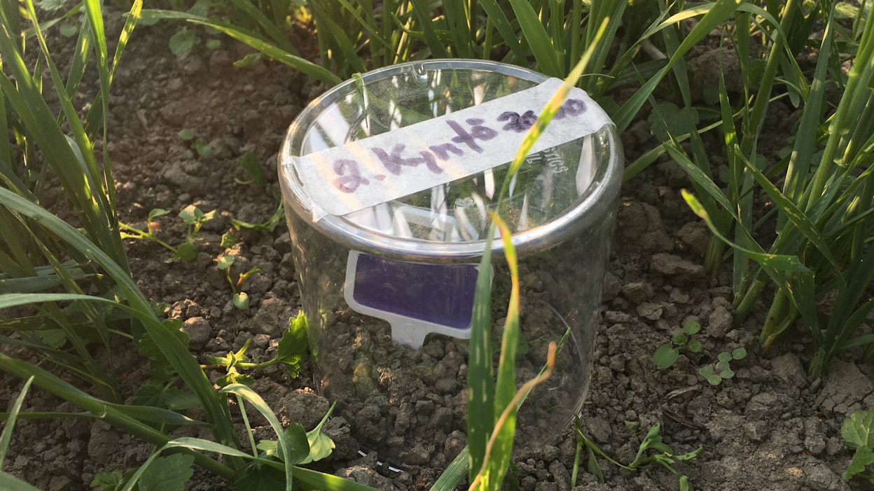 Lannoitetarpeen määrittelyä helpottaa, jos pellon tilanne testataan ennen kylvöä. Kuvan Solvitan Health Suite -testi kertoo typen mineralisaatiopotentiaalin ja myös orgaanisesti sitoutuneen typpipoolin. Testi huomioi kevään lämpötilan ja maan kosteuden. Typen vapauma voi olla useita kymmeniä kiloja hehtaarille.