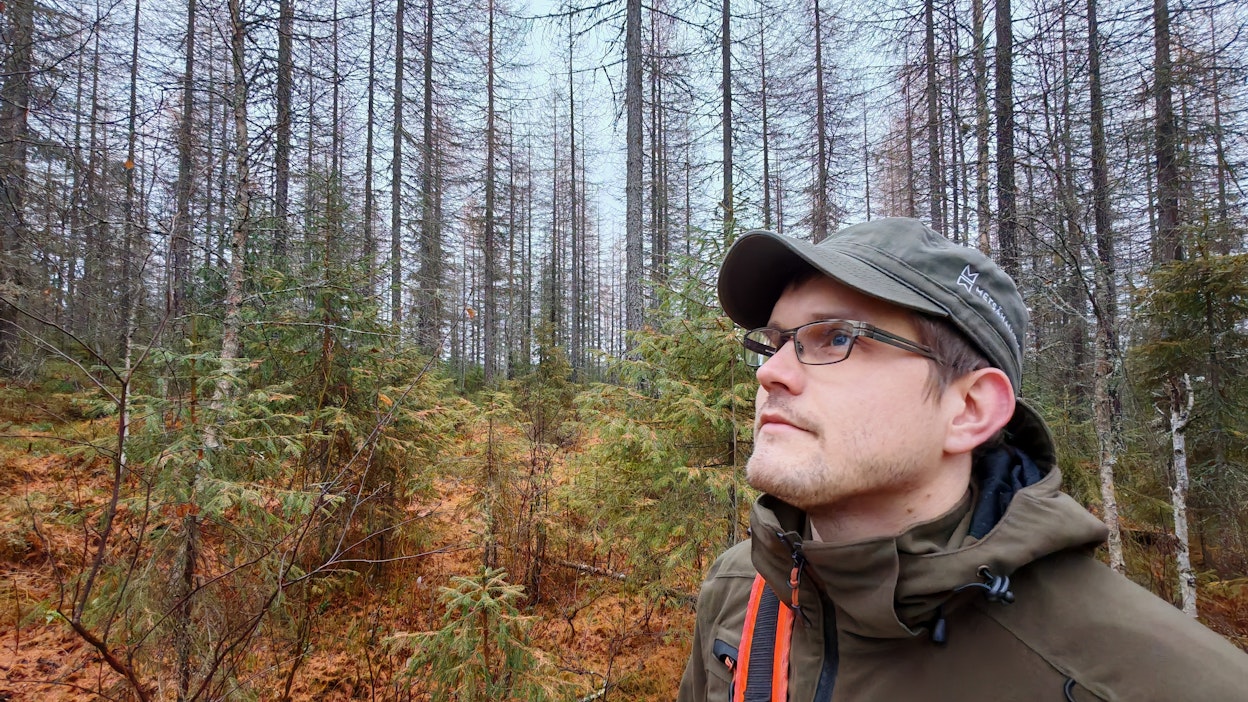 Tämä eteläposiolainen lehtikuusikko ensiharvennettiin 10 vuotta sitten, Metsähallituksen suunnittelija Henri Räsänen kertoo.