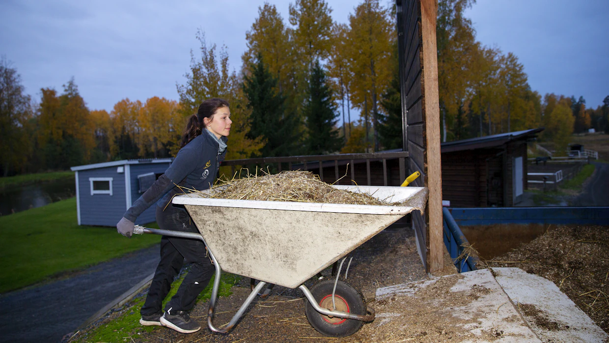Hevosenhoitajan työ on fyysisesti vaativa ammatti. Piia Riihuhdan toimenkuvaan kuuluvat luonnollisesti myös tallityöt.