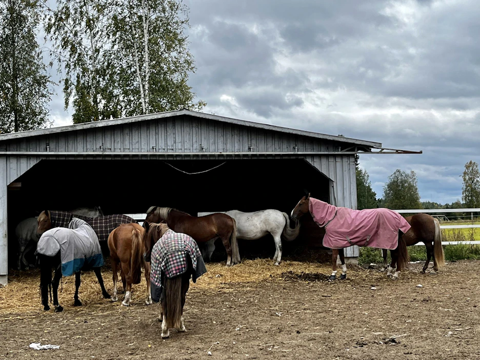 Unetun hevostilan tuntihevoset viettävät rentoa aikaa laumassa ympäri vuoden ja kulkevat tallista tarhaansa vapaina nauhakujaa pitkin.