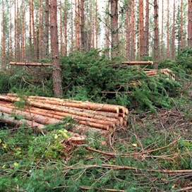 Kilpailu puusta kiristyi, kun sekä metsäteollisuus että energialaitokset ovat hamunneet raaka-ainetta puuntuonnin loputtua Venäjältä.