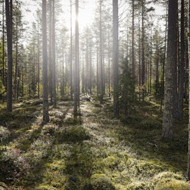Myydyt metsät sijaitsevat Kainuussa ja Pohjois-Karjalassa.