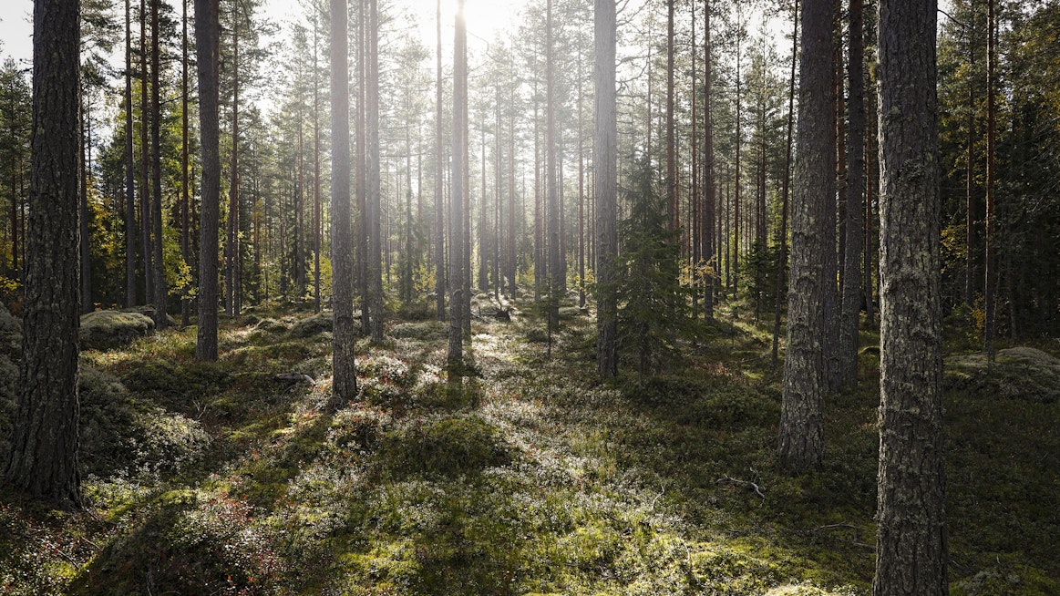 ”Puupellot ovat tappaneet Suomen luonnosta kaiken monimuotoisuuden”, on Keskisarjan mukaan yksi metsäväittelyissä toistuva argumentti.