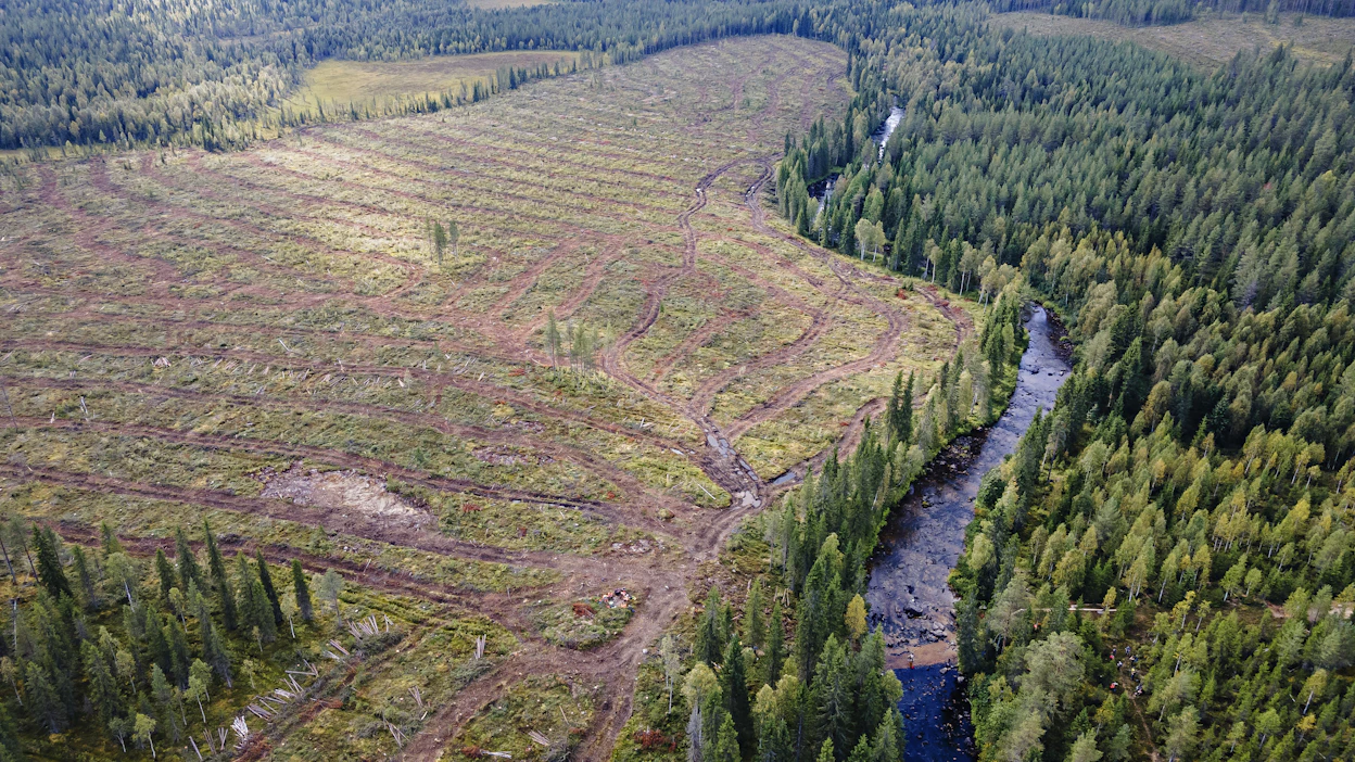 Suojakaistojen tarve, leveys ja niiden takia hakkaamatta jäävien puiden maksaja ovat herättäneet paljon keskustelua metsätalouden ja raakkujen suojelun yhteensovittamisessa.