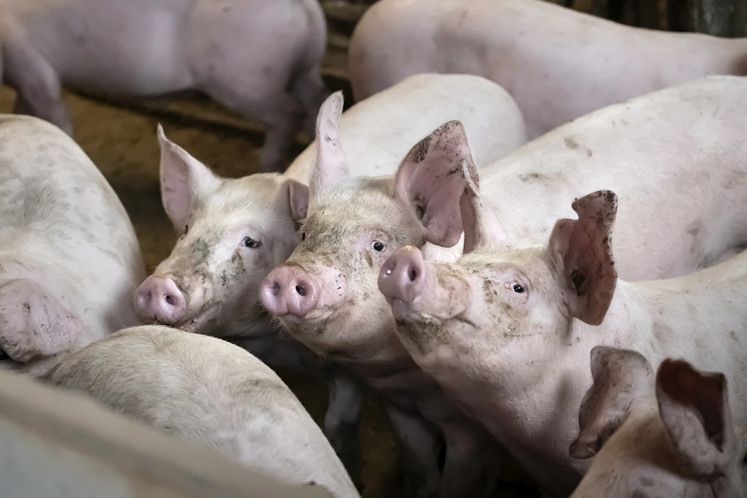 Mukautustukea voivat saada AB-tukialueen tilat, joille on myönnetty vuonna 2021 kasvihuonetuotannon tukea, puutarhatuotteiden varastointitukea tai sika- ja siipikarjatalouden tuotannosta irrotettua tukea.