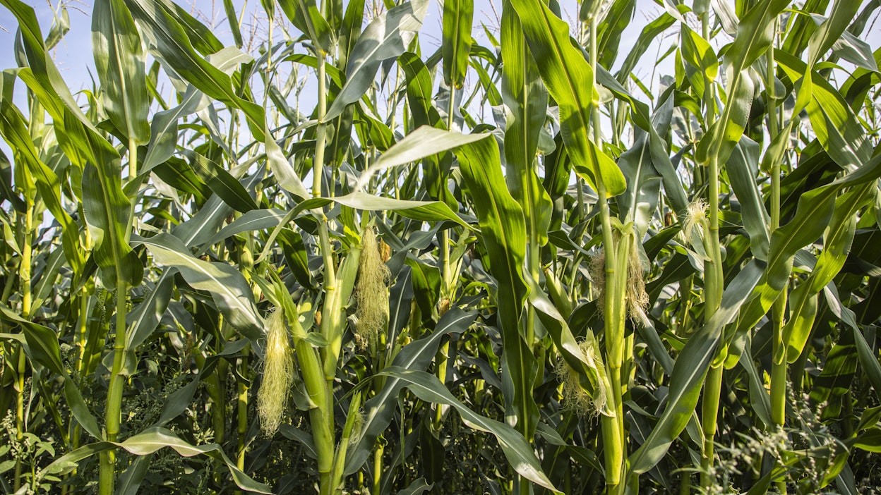 Suomalaista rehumaissia viime vuoden elokuussa.