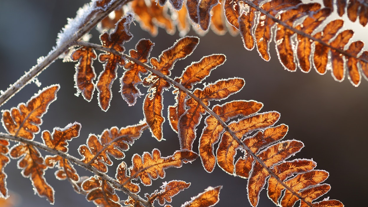 Maanantain vastaisena yönä lämpötila voi tipahtaa etelässäkin jälleen pakkasen puolelle.