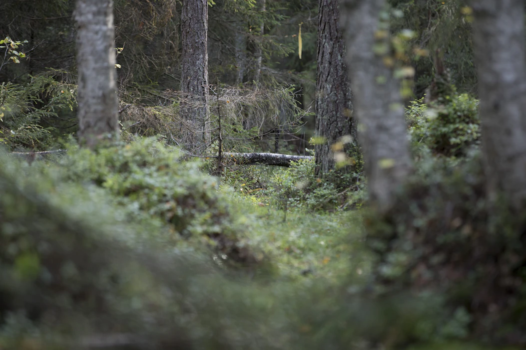 Ympäristösopimuksella metsänomistaja sitoutuu jättämään arvokkaan luontoympäristön hakkuiden ulkopuolelle 10 vuodeksi ja saa siitä korvauksen.