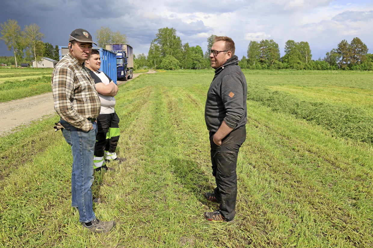 Ajomatka pellolta talouskeskukseen on sen verran pitkä, että ajosilppuri on välillä pysähdyksissä. Kuvassa vasemmalla Ville Huhtala, vasemmalla takana kuorma-autokuskina ollut Leevi Huhtakangas ja oikealla Jari Paulasaari.
