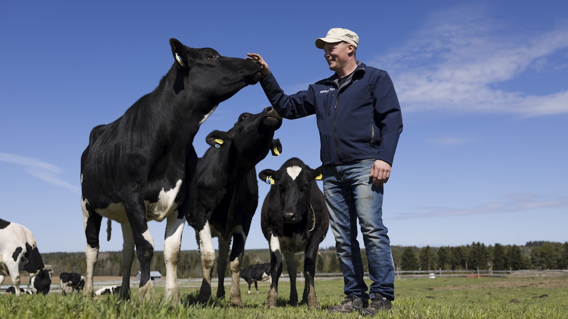 Jarno Tihisen tilalla hiehot ja umpilehmät ovat päässeet laitumelle, vaikka syötävää on vielä niukalti. "Ne ovat jyrryyttäneet niin, ettei siellä mitään kerkiä kasvamaankaan”, hän kuvailee. Toistaiseksi eläimet saavat lisäruokintaa, mutta tilanne helpottaa, jahka muita laidunlohkoja saadaan auki.