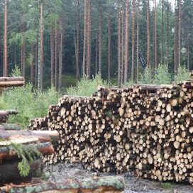 Kuitupuun hyvä kysyntä Itämeren ympäristössä kannustaa rannikon metsänomistajia vientikauppoihin.