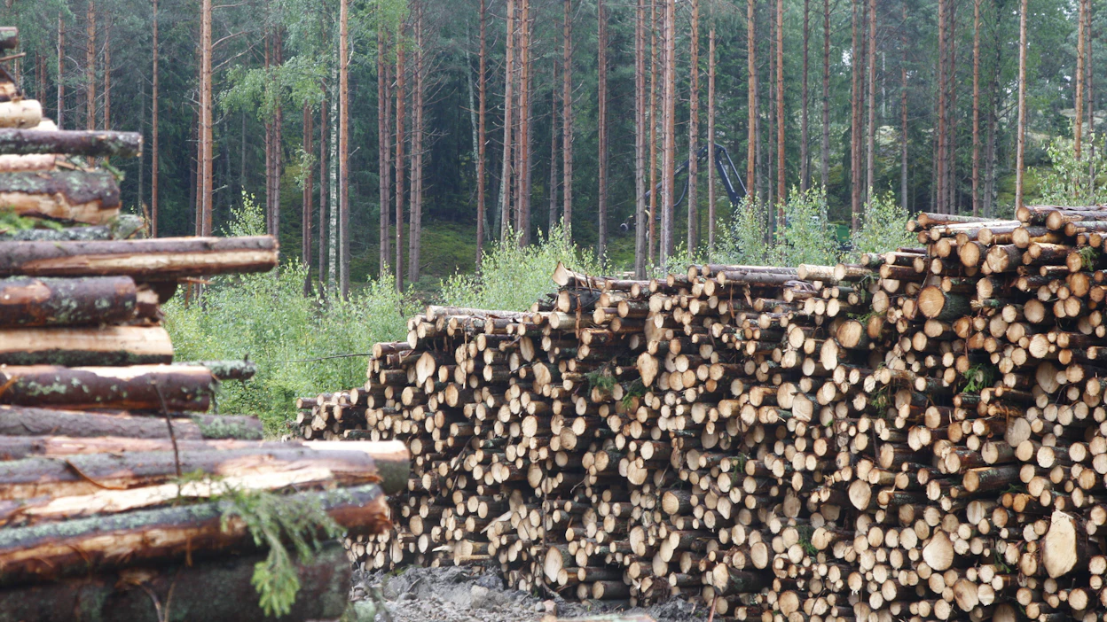 Kuitupuun hyvä kysyntä Itämeren ympäristössä kannustaa rannikon metsänomistajia vientikauppoihin.