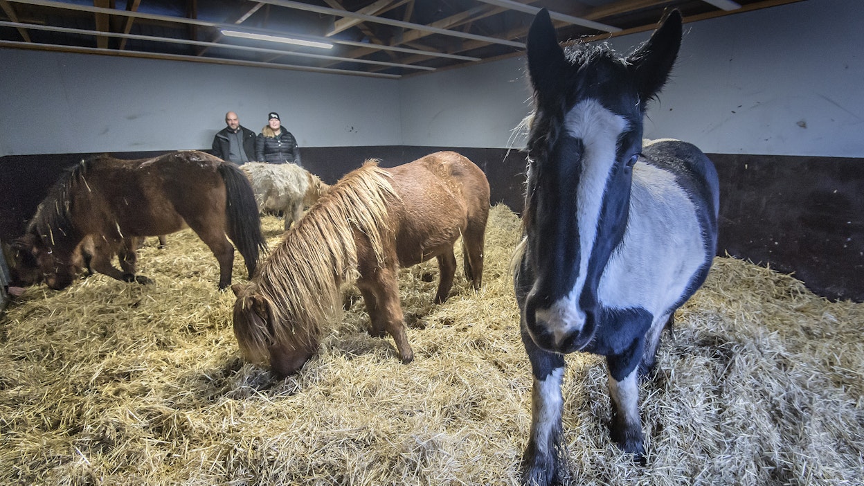 Kirsi ja Jani Kjäll ovat tyytyväisiä pihattoonsa. Laumaelämä sosiaalistaa ja liikuttaa hevosia. Erityisesti varsat nauttivat. Kjällien hevoset ovat kuitenkin erittäin kiinnostuneita myös ihmisen seurasta.