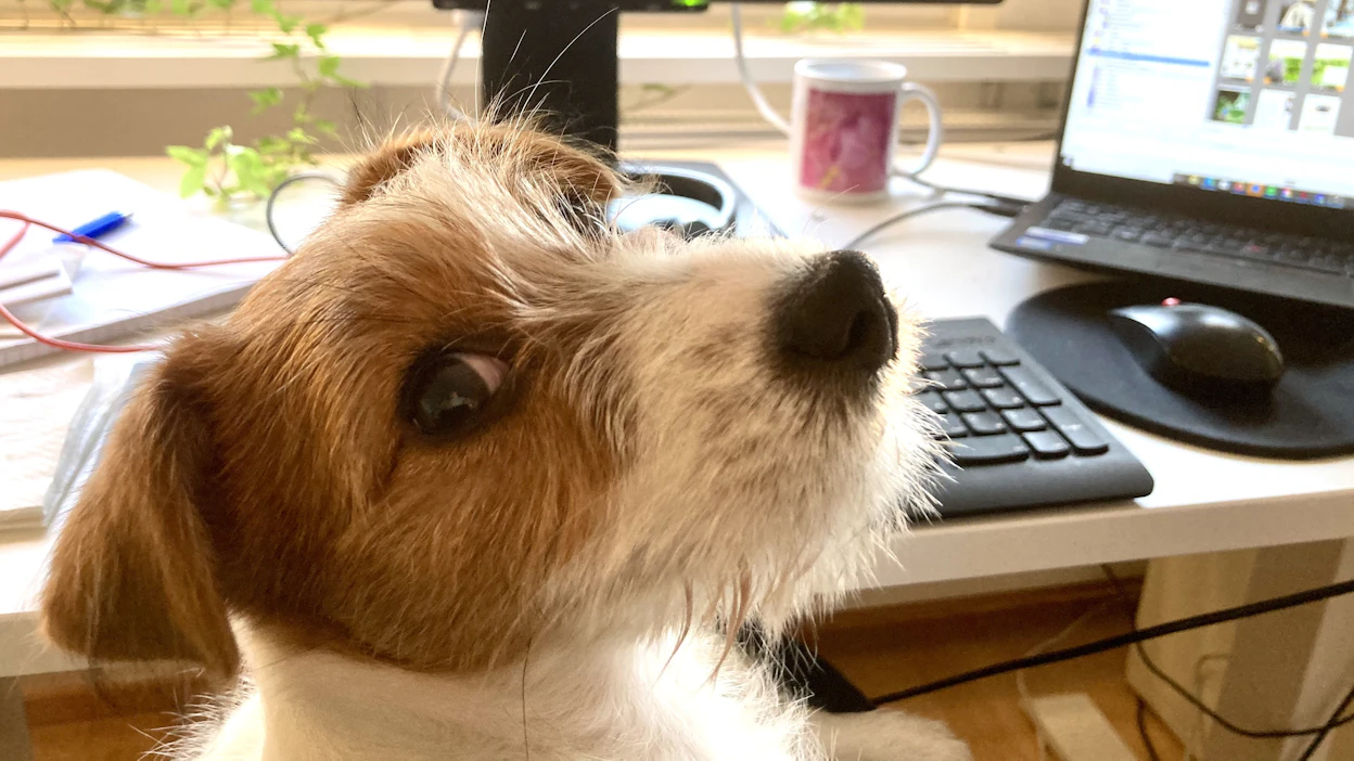 Jackrussellinterrieri Murusta tuli etätyöläiselle tärkeä seuralainen. Russeliassari, kuten sitä toisinaan kutsutaan. Sen poissaollessa talo tuntuu tyhjältä ja oudolta.