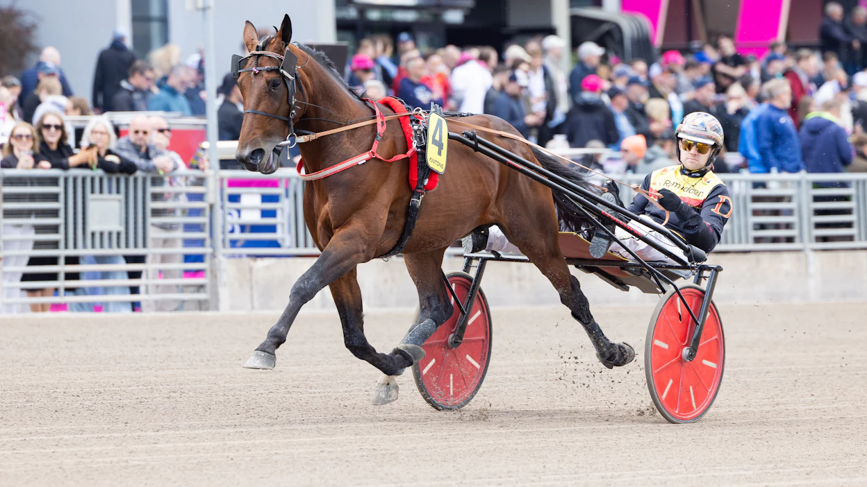 Dundee Asin ennätys on täydeltä matkalta 10,5a. Kuvassa kuusivuotias ori valmistautuu starttiin Elitloppet-lauantaina Mats E Djusen ohjastamana.