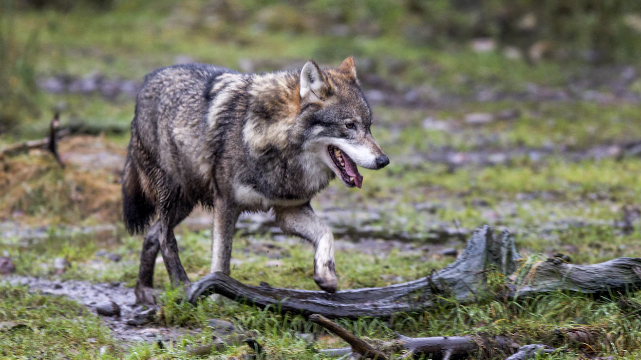 Sudet ovat käyneet koirien kimppuun useita kertoja tänä syksynä. Kuvituskuva.