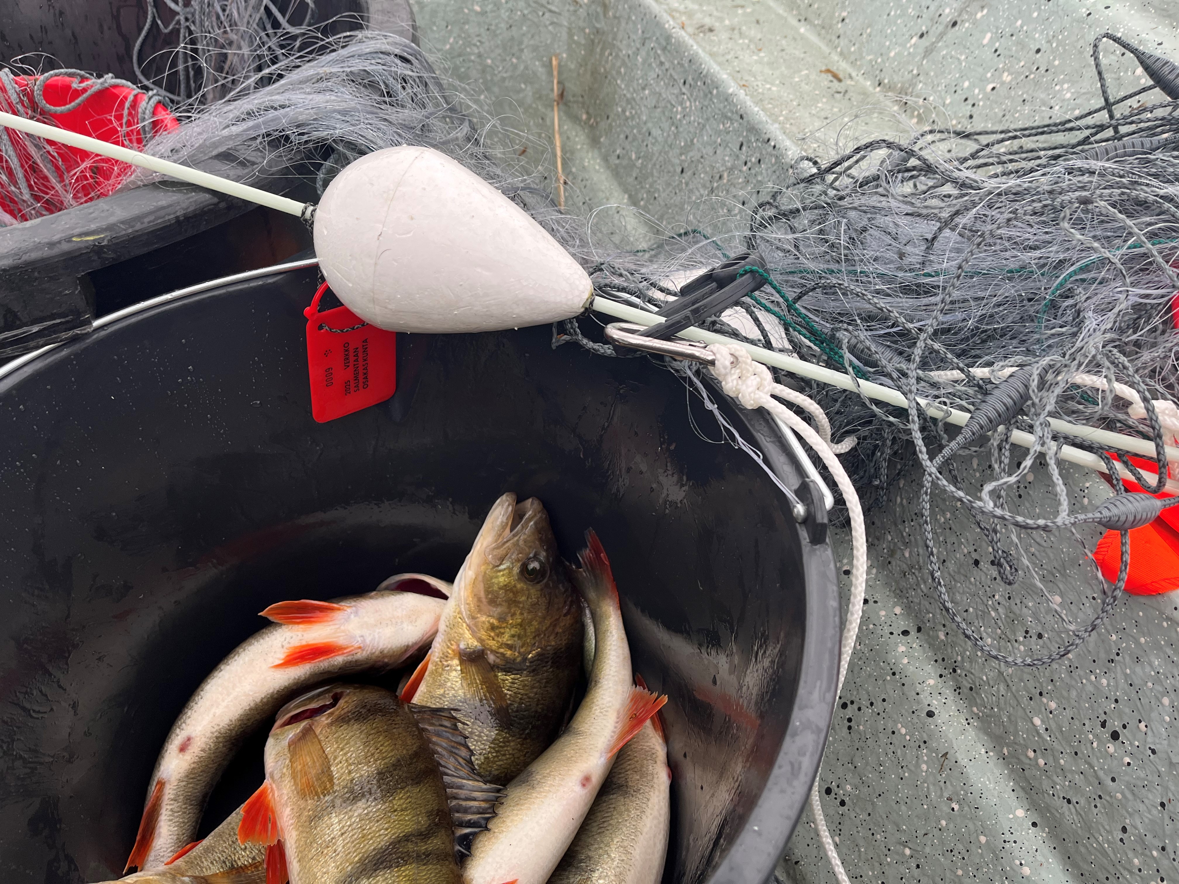 Kotitarvekalastajalle riittää kalastettavaa. 