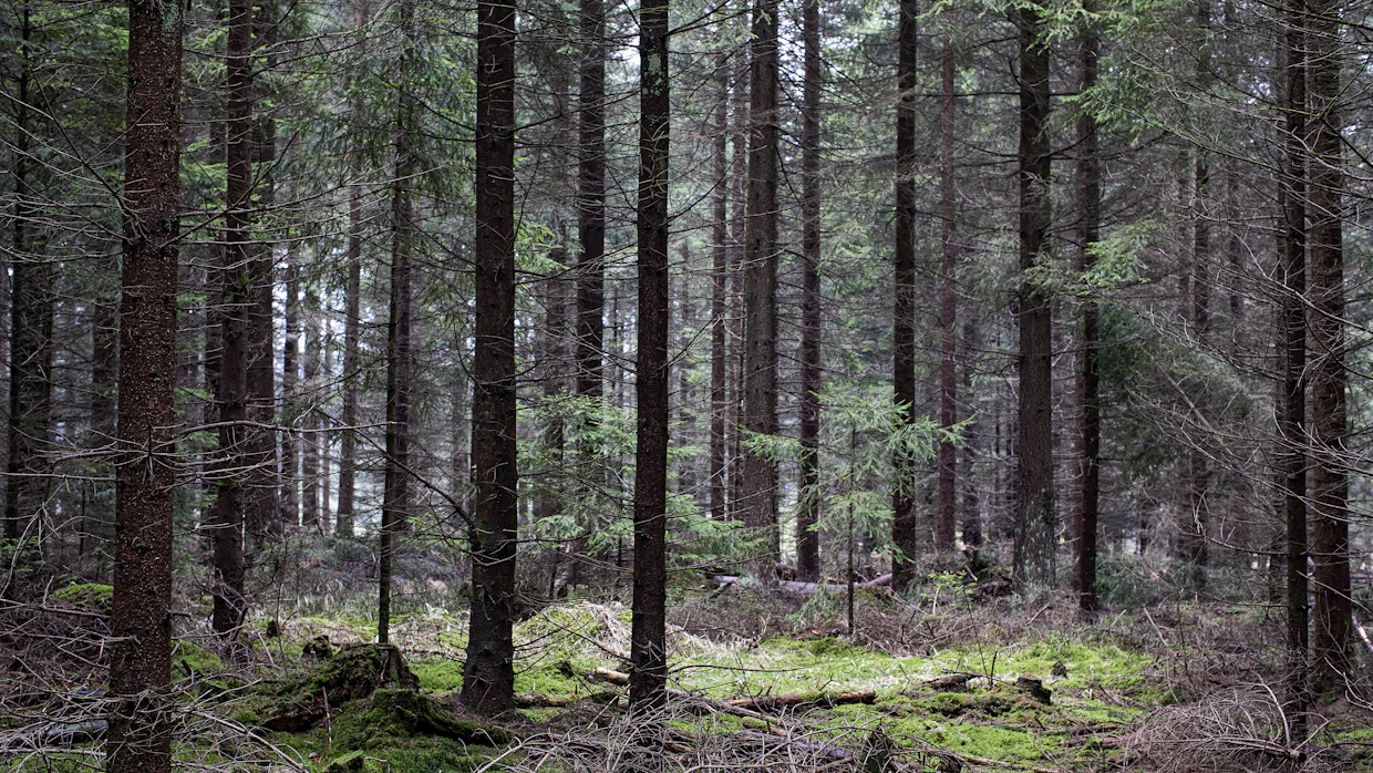 Iso osa Kinskýn metsistä on edelleen hyvin kuusivaltaisia, mikä lisää kirjanpainajatuhojen riskiä.