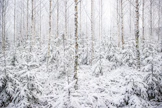 Kiinnostus metsätiloihin pysyi korkealla myös viime vuonna.