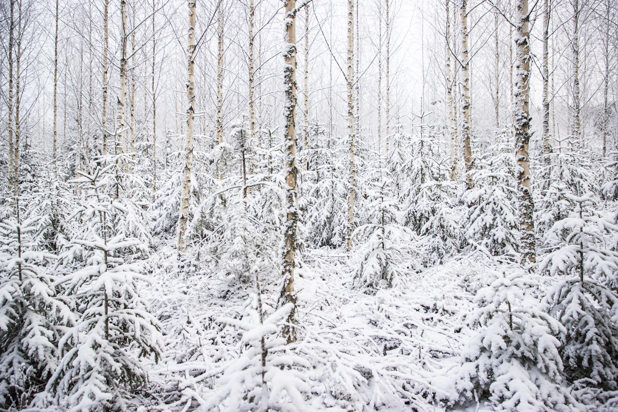 Metsätöiden tukirahojen riittävyys on koetuksella myös alkavana vuonna.