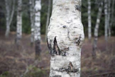 Visakoivu on arvopuuta, jota myydään kiloittain. Visakoivun koristeelliselle puuainekselle on käyttöä muun muassa puukoissa, kelloissa, koruissa ja keittiövälineissä.