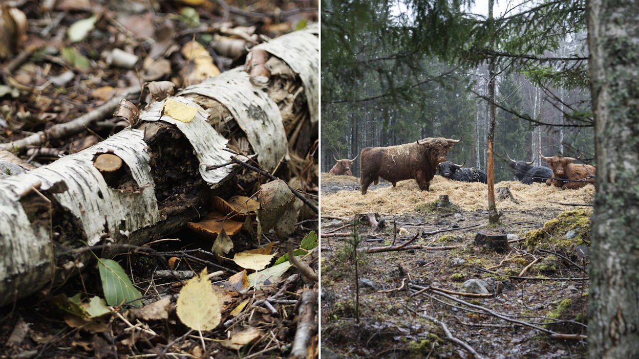 MTK:n ja SLC:n tiekartassa paneudutaan sekä maa- että metsätalouteen liittyvän luonnon monimuotoisuuteen.