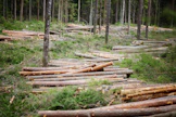 Metsänomistajat ovat hyvin tyytyväisiä viimeisimpään puukauppaansa.
