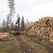 Pääkaupunkiseudun asukkaat ovat hakkuista selvästi eri mieltä muun Suomen kanssa. Kuvassa Metsähallituksen hakkuita Rovaniemellä vuonna 2021.